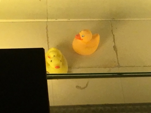 A close-up of the rubber ducks in the bathtub. The one on the right is a slightly darker yellow than the one on the left. The one on the left has a baby duck sitting on top of it.